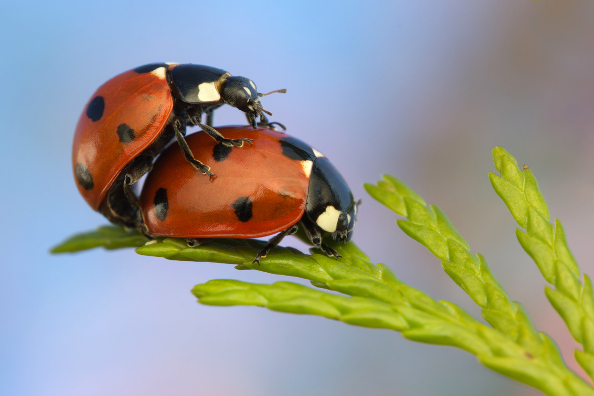 Mating Ladybirds 3